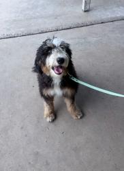 Lost Female Dog last seen Sherwood drive and westover way, Chambersburg Pa 17202, Chambersburg, PA 17202