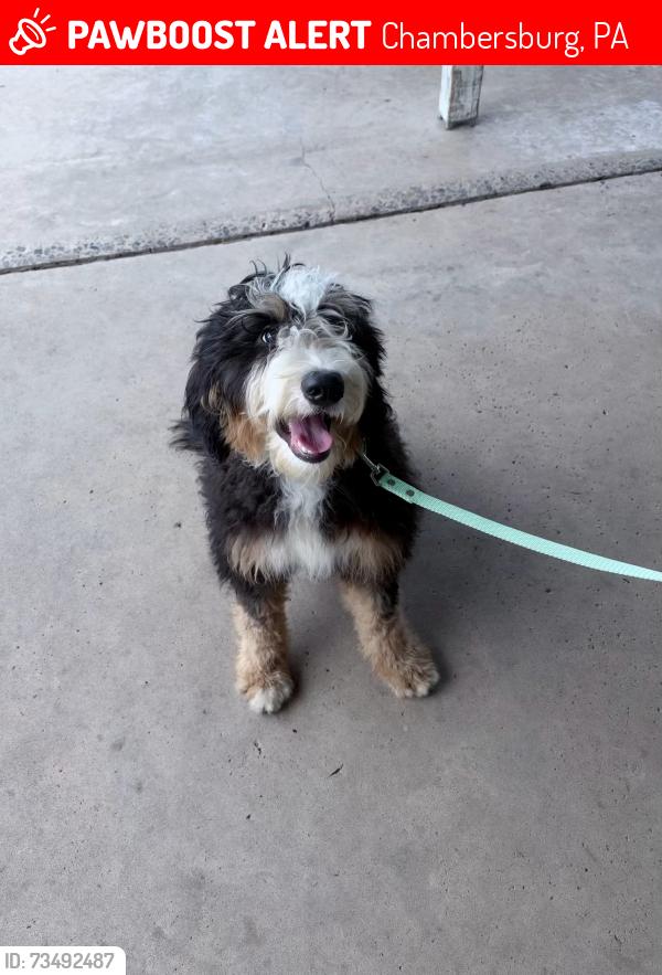 Lost Female Dog last seen Sherwood drive and westover way, Chambersburg Pa 17202, Chambersburg, PA 17202