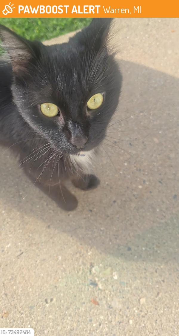 Found/Stray Unknown Cat last seen Toepfer Rd and Schoenher rd, Warren, MI 48089