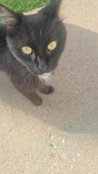 Found/Stray Unknown Cat last seen Toepfer Rd and Schoenher rd, Warren, MI 48089