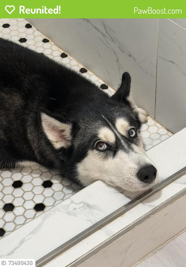 Reunited Female Dog last seen Near S 10th Ave, Arcadia, CA 91006, Arcadia, CA 91006