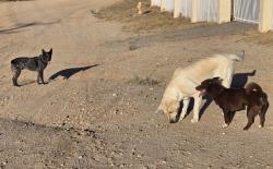 Found/Stray Unknown Dog last seen Deep Creek and Wren, Apple Valley, CA 92308