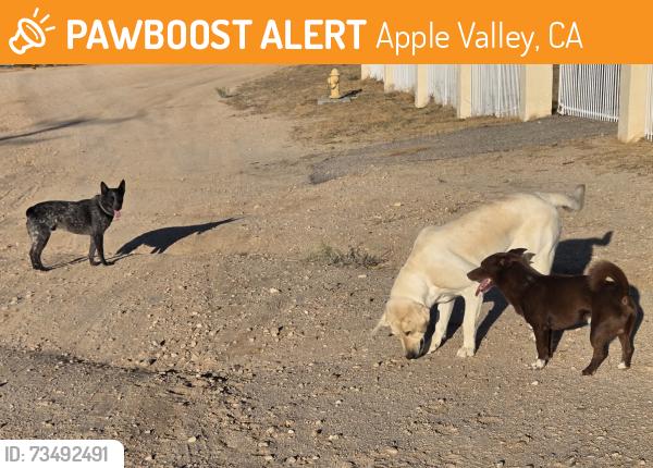 Found/Stray Unknown Dog last seen Deep Creek and Wren, Apple Valley, CA 92308
