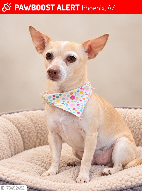 Lost Female Dog last seen Near E Diamond St, Phoenix, AZ 85006, Phoenix, AZ 85006
