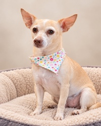 Lost Female Dog last seen Near E Diamond St, Phoenix, AZ 85006, Phoenix, AZ 85006
