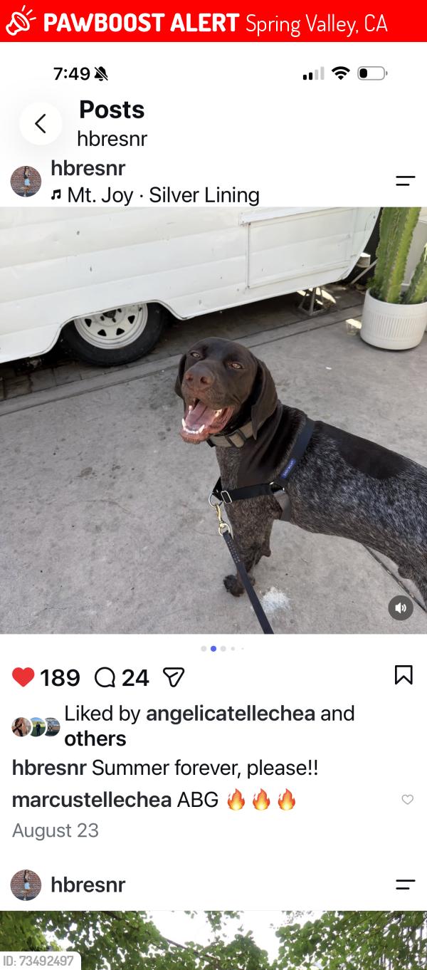 Lost Male Dog last seen Jamacha rd, Spring Valley, CA 91941