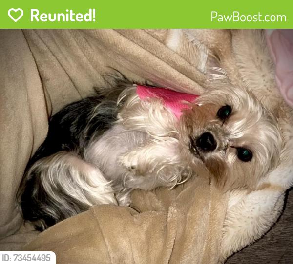 Reunited Female Dog last seen E 9th Ave. and N 25th St., Tampa, FL 33605