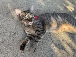 Lost Female Cat last seen Turner Store Lane, Turner Downs, NC 27603
