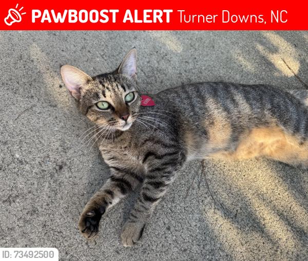 Lost Female Cat last seen Turner Store Lane, Turner Downs, NC 27603