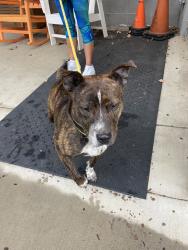 Found/Stray Male Dog last seen Mcintosh Road, Asheville, NC 28806