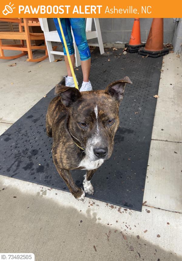 Found/Stray Male Dog last seen Mcintosh Road, Asheville, NC 28806