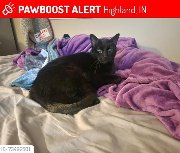 Lost Male Cat last seen Hart and Kennedy, Highland, IN 46322