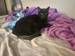 Lost Male Cat last seen Hart and Kennedy, Highland, IN 46322