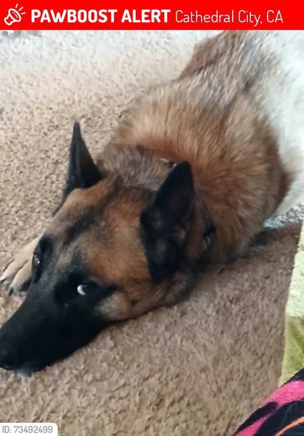 Lost Male Dog last seen Vista Chino and Landau, Cathedral City, CA 92234
