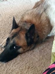 Lost Male Dog last seen Vista Chino and Landau, Cathedral City, CA 92234