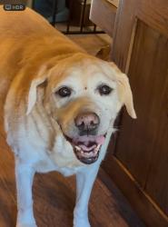 Reunited Female Dog last seen Roeben/walnut, Visalia, CA 93277