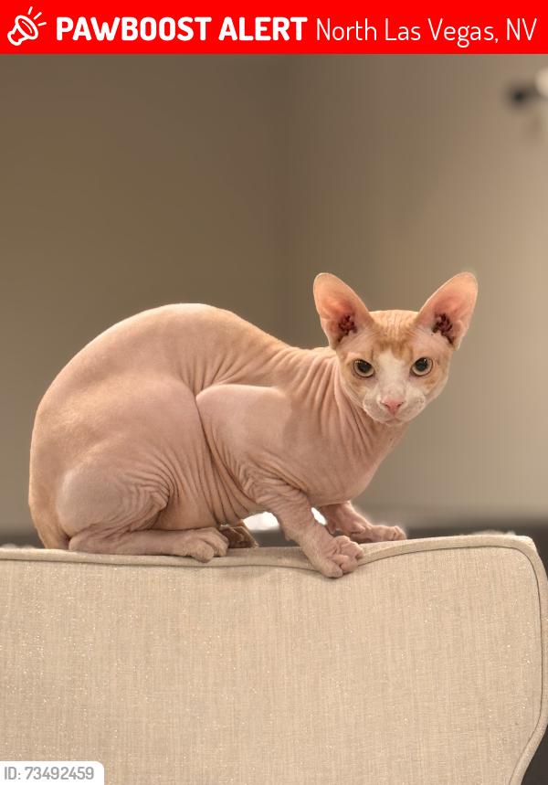 Lost Male Cat last seen Lone mountain and Allen, North Las Vegas, NV 89031
