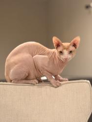 Lost Male Cat last seen Lone mountain and Allen, North Las Vegas, NV 89031