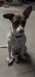 Reunited Female Dog last seen Oates, Mesquite, TX 75150