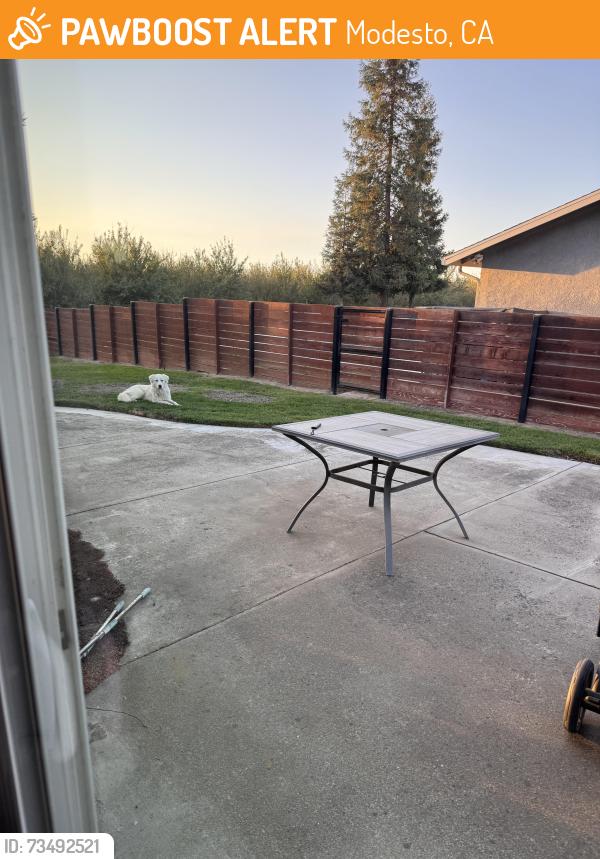 Found/Stray Male Dog last seen Hart Rd. And Clark/Dakota, Modesto, CA 95358