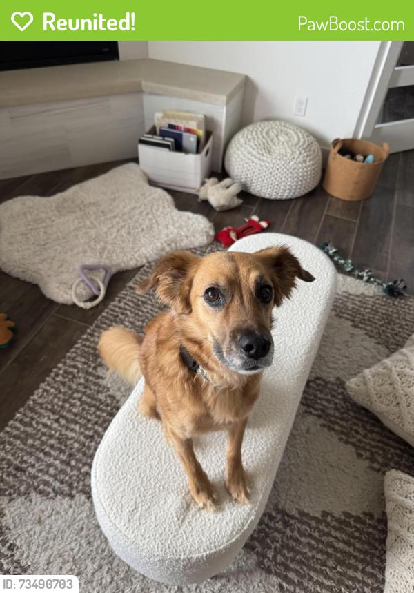 Reunited Female Dog last seen 122nd and Rockwell, Oklahoma City, OK 73142