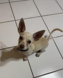 Reunited Male Dog last seen 9th W Levee St, Brownsville, TX 78520