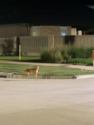 Found/Stray Male Dog last seen Cross creek west, Fulshear, TX 77441
