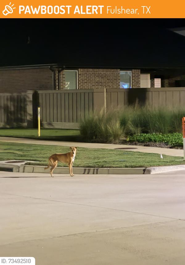 Found/Stray Male Dog last seen Cross creek west, Fulshear, TX 77441