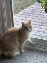 Reunited Male Cat last seen The Collegeway and Colonial Dr, Mississauga, Mississauga, ON L5L 5B6