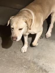Reunited Male Dog last seen G st and Campus Ontario, Ontario, CA 91764