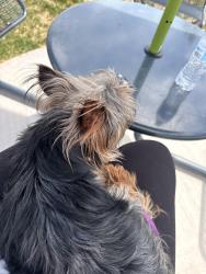 Lost Male Dog last seen 57th pl and 57th Ave, Denver, CO 80249