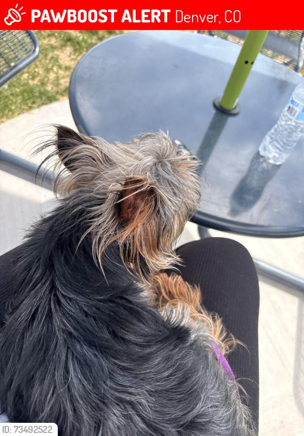Lost Male Dog last seen 57th pl and 57th Ave, Denver, CO 80249