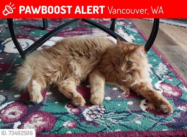 Lost Male Cat last seen NE 76th St, Vancouver, WA 98682