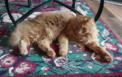 Lost Male Cat last seen NE 76th St, Vancouver, WA 98682