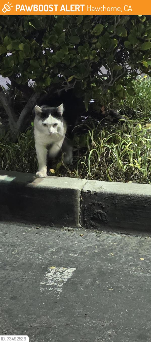 Found/Stray Unknown Cat last seen Rosecrans and ocean gate, Hawthorne, CA 90250