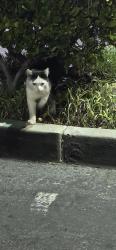 Found/Stray Unknown Cat last seen Rosecrans and ocean gate, Hawthorne, CA 90250