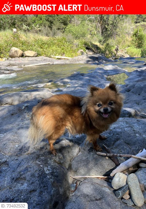 Lost Female Dog last seen Elinore way Dunsmuir California, Dunsmuir, CA 96025