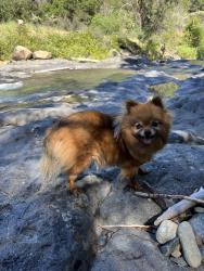 Lost Female Dog last seen Elinore way Dunsmuir California, Dunsmuir, CA 96025
