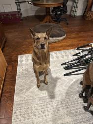 Reunited Male Dog last seen Catalina blvd, San Diego, CA 92106