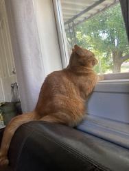 Lost Female Cat last seen South Gale & pleasant run pkwy, Indianapolis, IN 46201