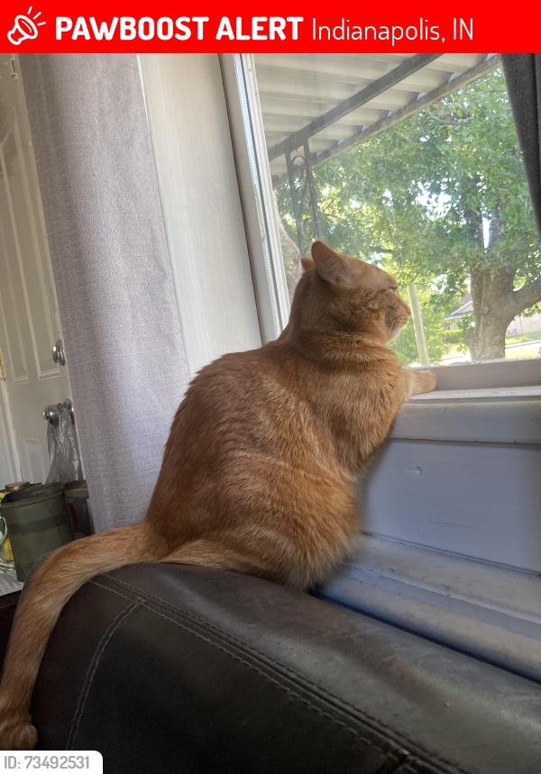 Lost Female Cat last seen South Gale & pleasant run pkwy, Indianapolis, IN 46201