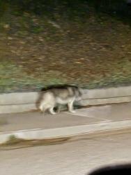 Found/Stray Male Dog last seen Puente st, San Dimas, CA 91773