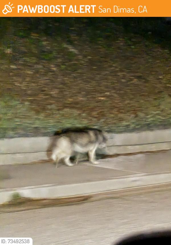 Found/Stray Male Dog last seen Puente st, San Dimas, CA 91773