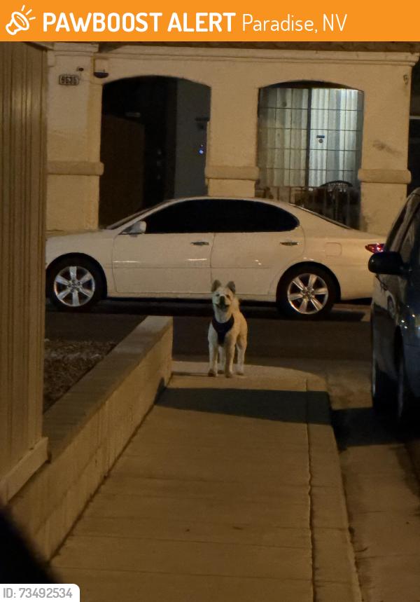 Found/Stray Male Dog last seen Sky hollow dr and havenworth dr, Paradise, NV 89123