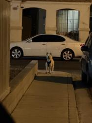 Found/Stray Male Dog last seen Sky hollow dr and havenworth dr, Paradise, NV 89123