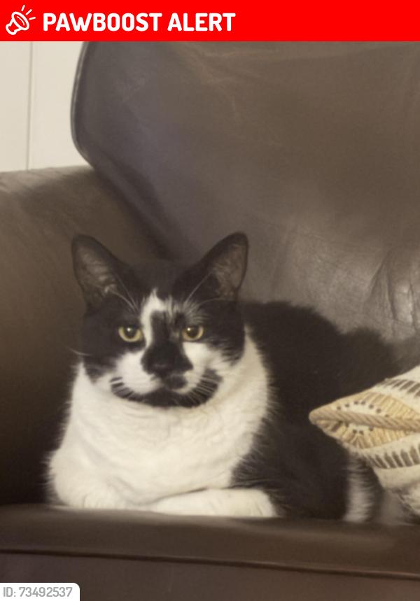 Lost Male Cat last seen Near Sands Pt Road front end, Port Washington, NY 11050