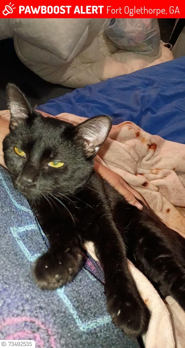 Lost Male Cat last seen Cedar Ln, Fort Oglethorpe, GA 30742