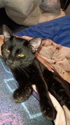 Lost Male Cat last seen Cedar Ln, Fort Oglethorpe, GA 30742