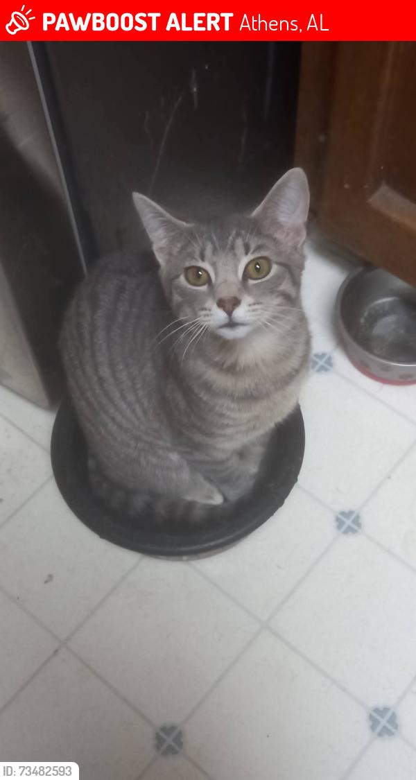 Lost Female Cat last seen Across from me is Washington street, Athens, AL 35613