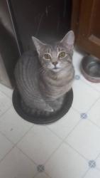 Lost Female Cat last seen Across from me is Washington street, Athens, AL 35613